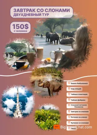 слоны шри ланка